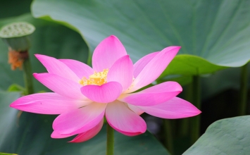 Con heo Bạc Hà